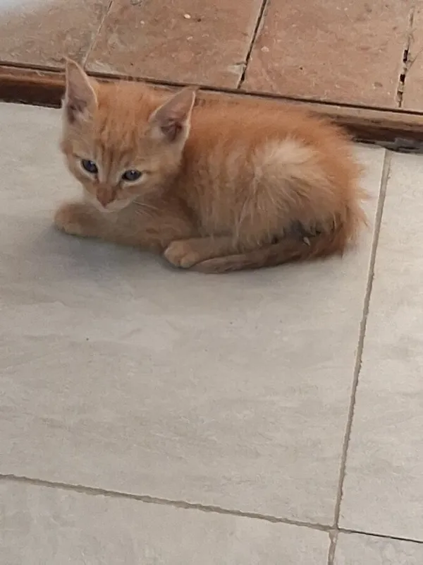 Сиамский котёнок и рыжий лохматик 3 Сиамский котёнок и рыжий лохматик 3