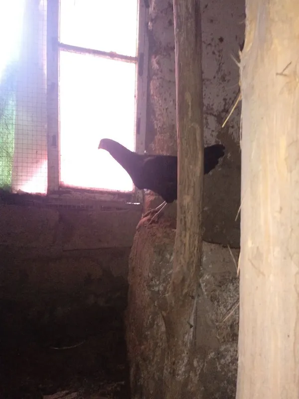 Xonaki,jaydari tovuqlar sotiladi. 7 ta 2ta xuroz 5 ta makiyon — фото 1