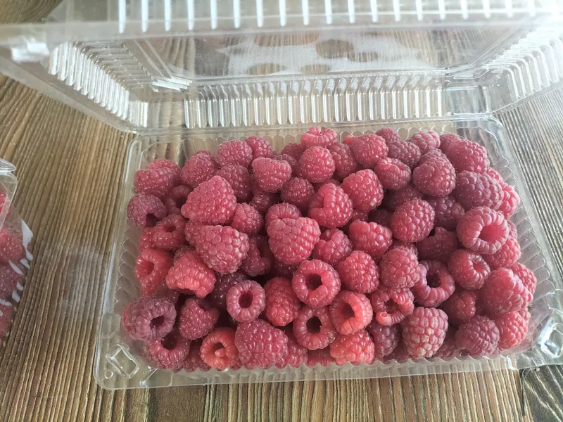Малина кучат ремонтант