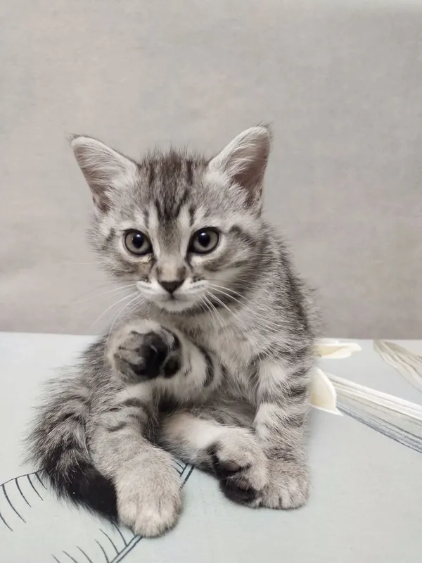 Отдам в дар котят — фото 3