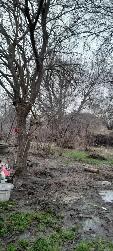 Продам деревья на дрова — фото 3
