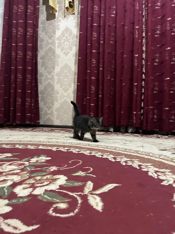 отдам в хорошие руки — фото 1