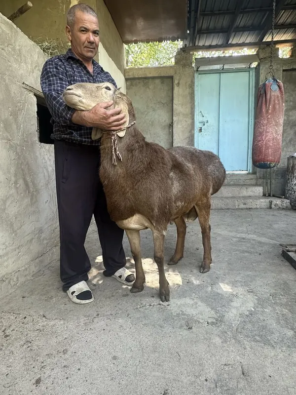 Qoʻyimiz sotiladi zot olqman dganla uchun mqxsus — фото 4