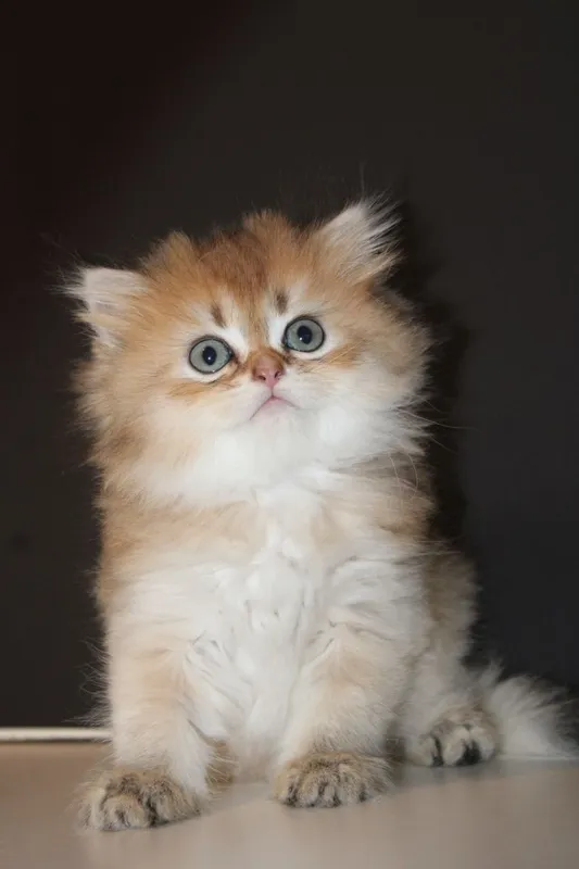 Золотая Шиншилла — фото 1