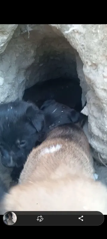 Oxotnik kuchuklari bor 5 dona100mingdan — фото 3