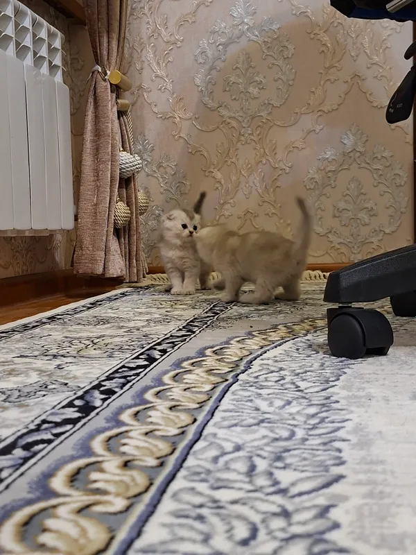 Котята в продаже 5