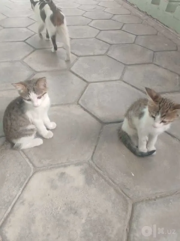 Котята мальчики, 1.5 месяца, в хорошие добрые руки 3 Котята мальчики, 1.5 месяца, в хорошие добрые руки 3