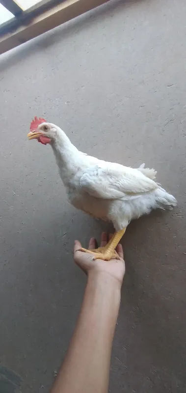 xòroz 2 xòroz 2