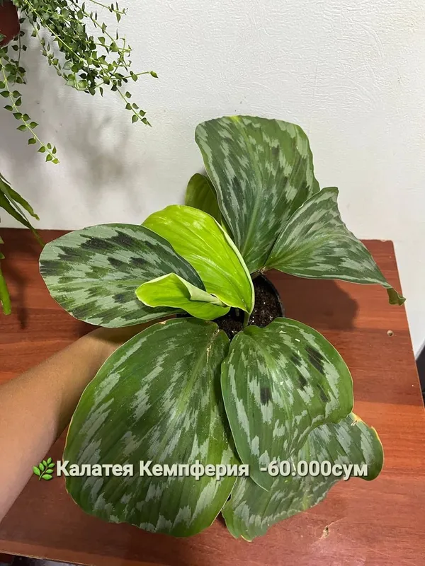Папоротник, Антуриум, Женское счастье, Калатея и др — фото 1