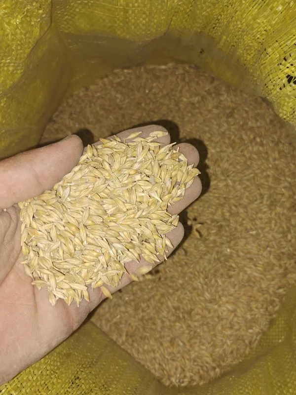 Toza arpa sotiladi 4 Toza arpa sotiladi 4