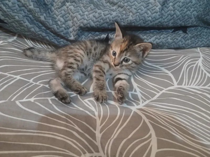 Котёнок домашный