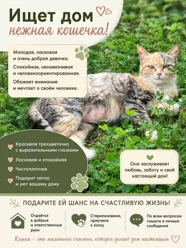 Красивая кошечка в добрые руки. Трехцветка приносящая счастье и удачу