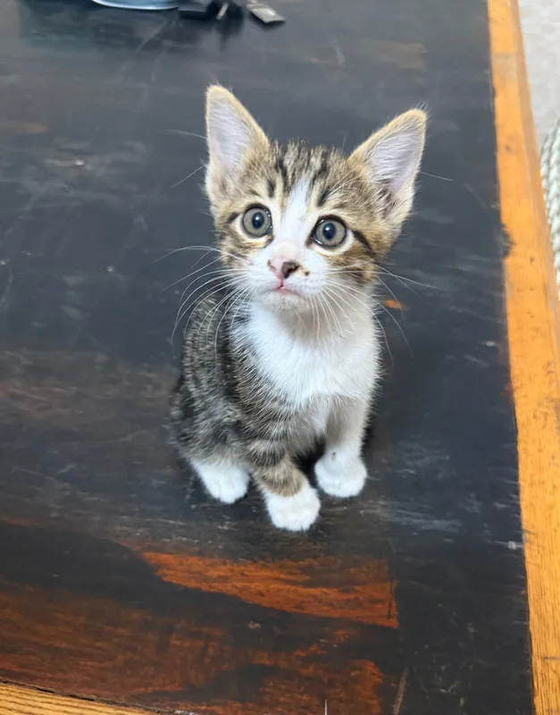 Котята короткошерстные