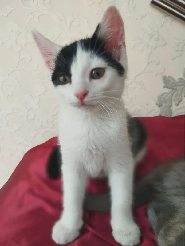 Котята в добрые ручки 3 Котята в добрые ручки 3