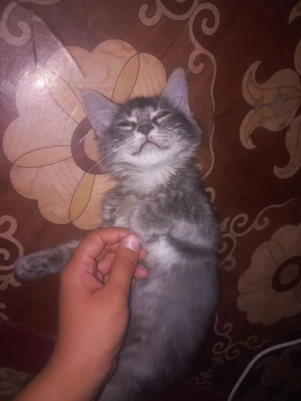 mushuk 1 mushuk 1