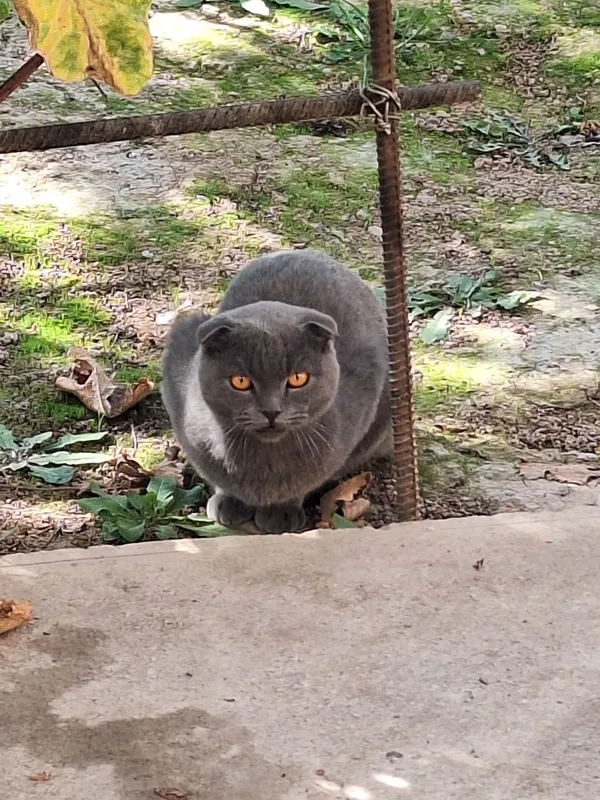 mushuk sotiladi zotdor erkak 3