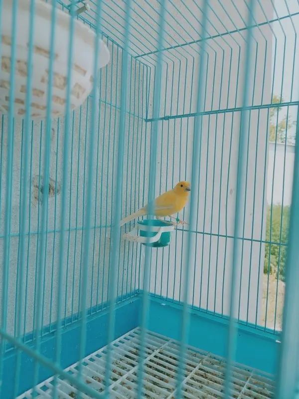 Kanareka nar limon 8 Kanareka nar limon 8