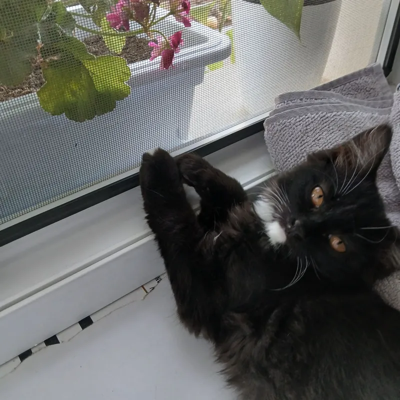 Отдаём бесплатно кошечку 2 Отдаём бесплатно кошечку 2