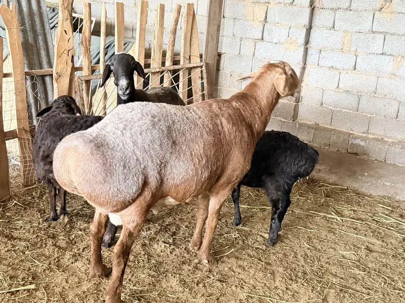 Qo’chqor sotiladi‼️ Zo’r boqilgan Narx kelishilgan xolda — фото 3