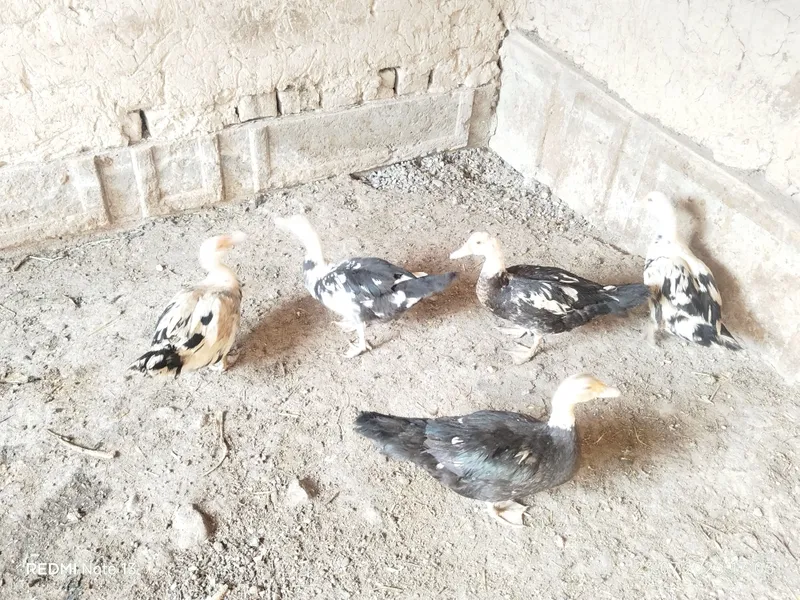 Продаются машинки «indautka». 4 Продаются машинки «indautka». 4
