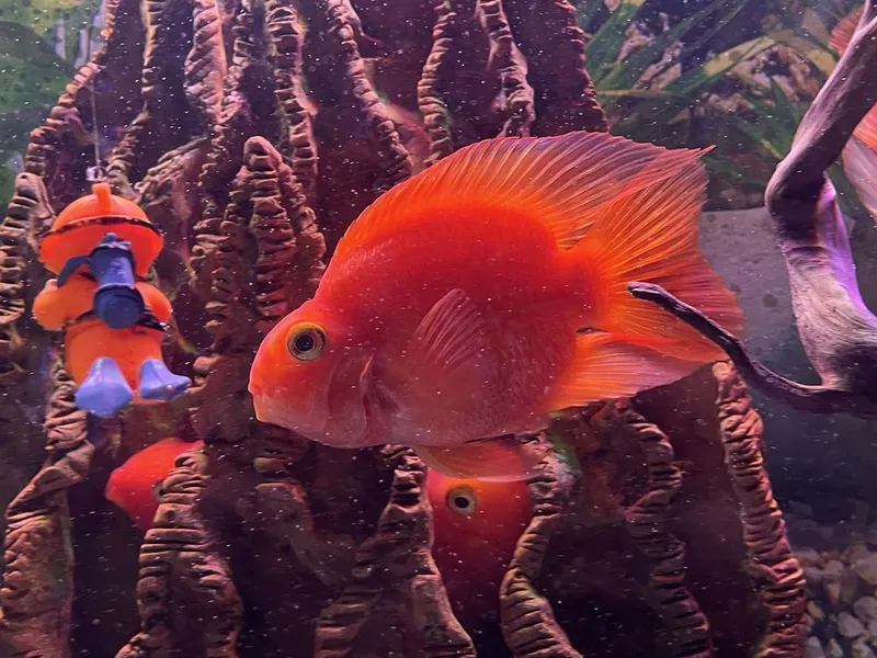 Akvarium tayyor holatda. Qo‘shimcha xarajatsiz ishlatasiz. — фото 4