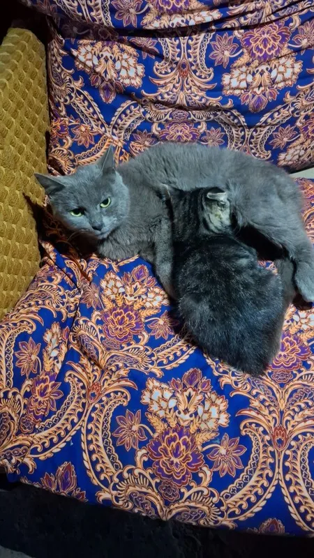 Mushuk bolasi bilan birga sotiladi — фото 1