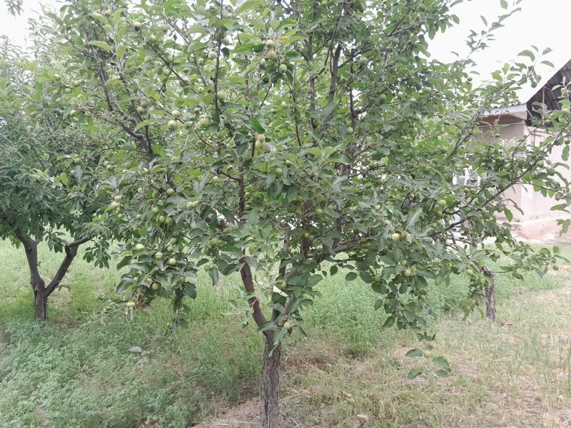 Хаули сотилади 6,11 сотих келишган холда — фото 4