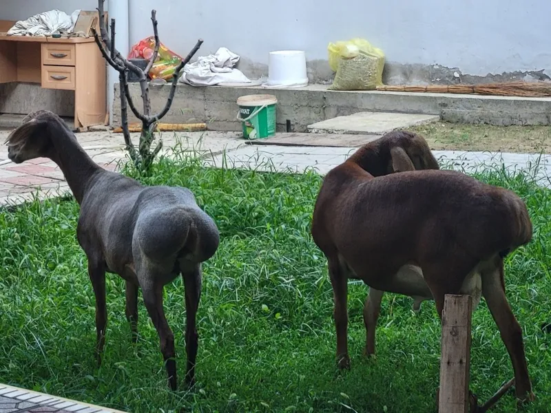 Киргиз арашан куйлар 6 Киргиз арашан куйлар 6
