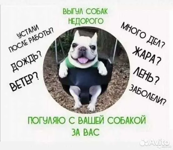Выгул Собак Юнусабадский район