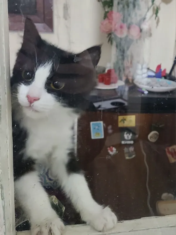 Котенок, в добрые руки, 4 месяца — фото 1 Котенок, в добрые руки, 4 месяца — фото 1