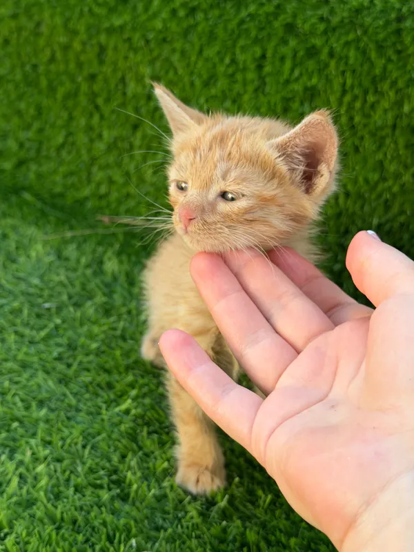 Котенок мальчик и девочка — фото 2