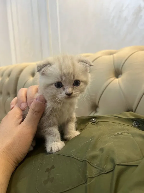 Продаются котята Scottish Fold и Straight 4