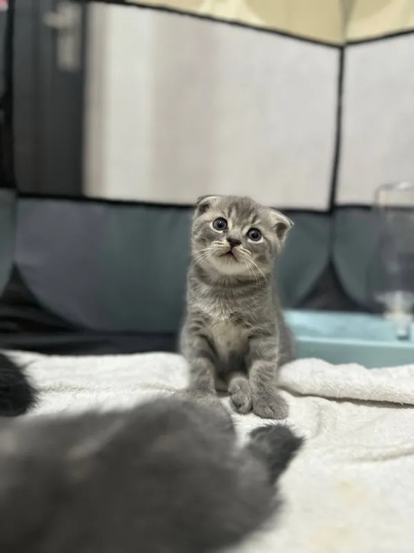 Котята 🐈⬛ — фото 2