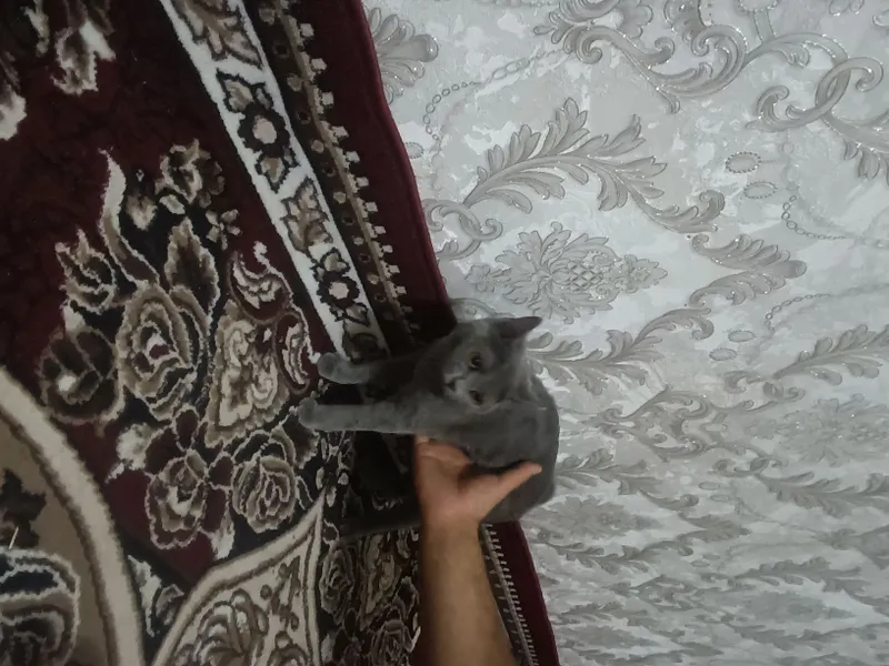Mushuk sotiladi — фото 1