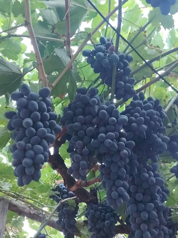Asaka qora-Uzm sotiladi 1 Asaka qora-Uzm sotiladi 1