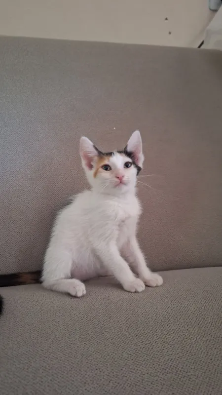 Котёнок Девочка — фото 2