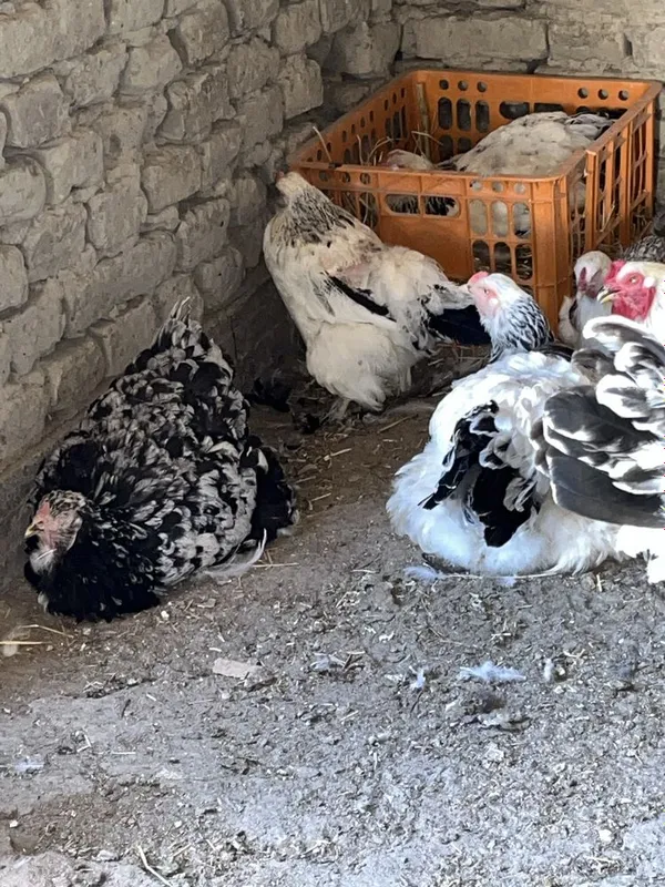 Birama tovuq xòrozlar sotiladi 5 Birama tovuq xòrozlar sotiladi 5