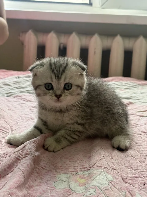 Scottish fold mushukcha — фото 2 Scottish fold mushukcha — фото 2