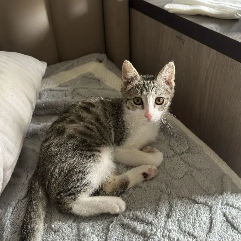 Котенок 3 месяца, отдадим в хорошие руки