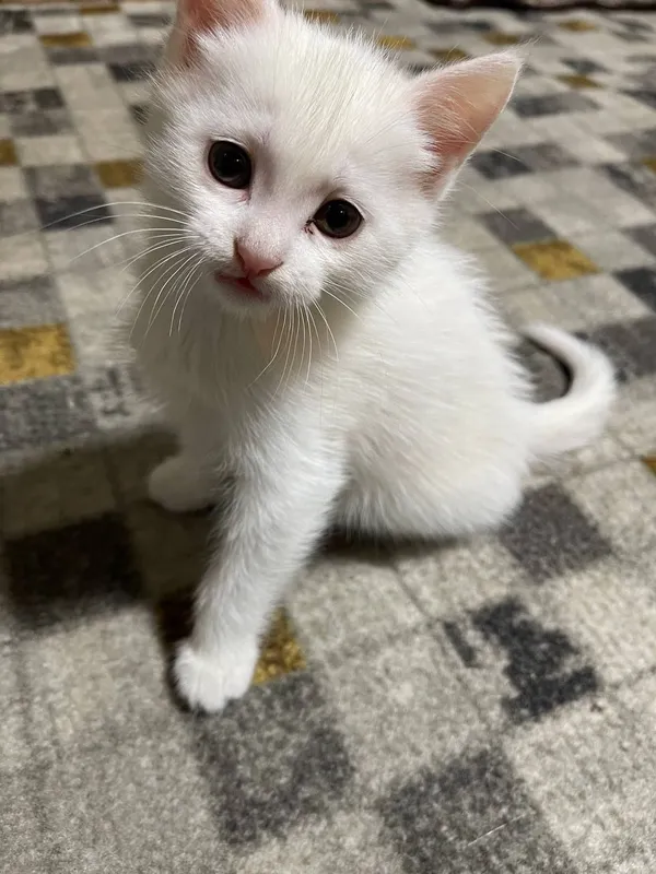 котята