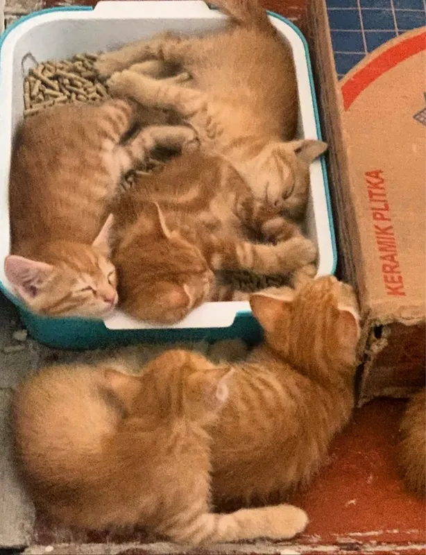 Отдадим 6 рыжих котят в заботливые и ответственные руки 2 Отдадим 6 рыжих котят в заботливые и ответственные руки 2