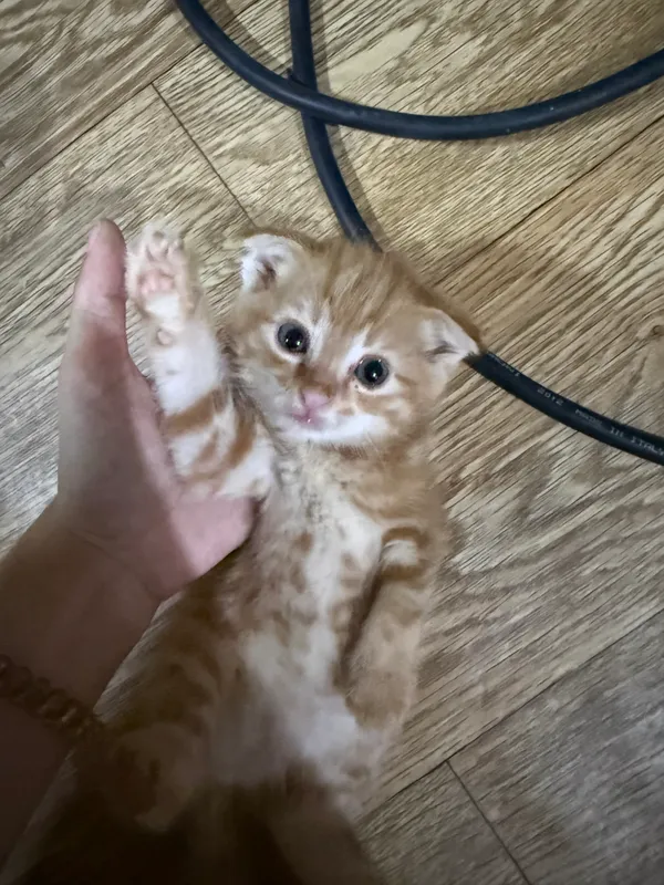 Кошка в хорошие руки