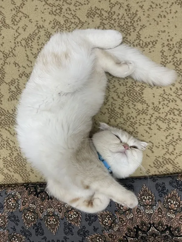 Mushuk sotiladi scottish fold. Продается Кошка шотландский вислоухий 1 Mushuk sotiladi scottish fold. Продается Кошка шотландский вислоухий 1