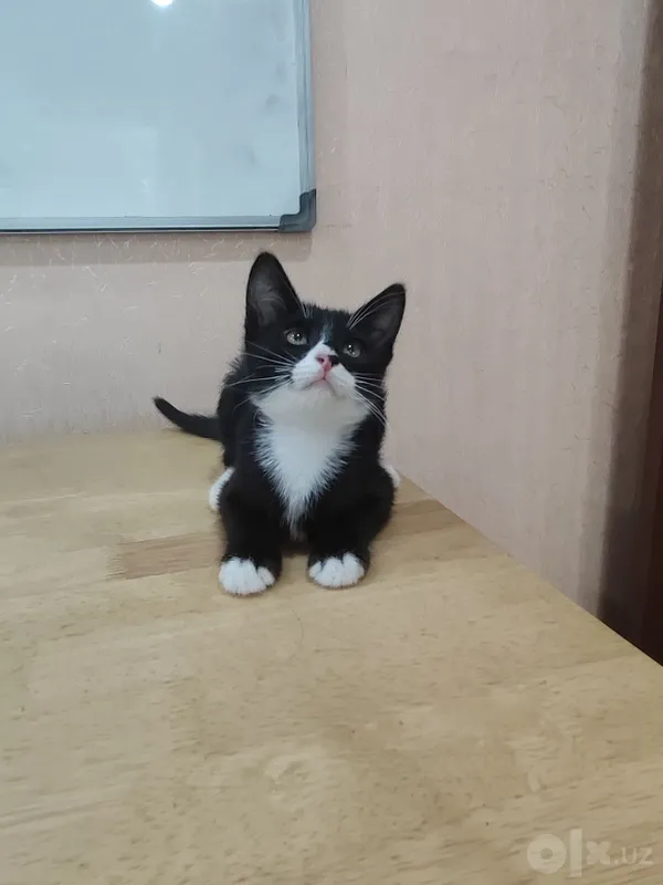 Отдам в добрые руки домашних котят 4 Отдам в добрые руки домашних котят 4