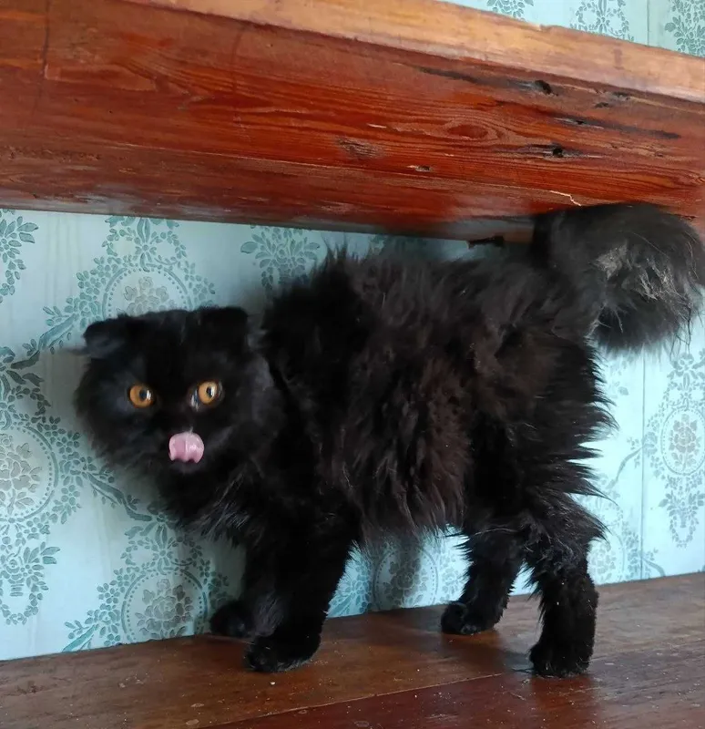 Котята в добрые руки Страйт и фолд..