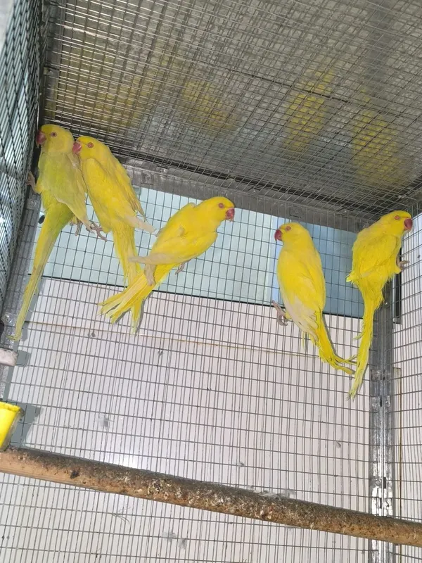 Toti anjilka raglari tiniq yirik qushlar