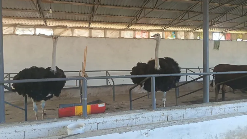 2 ta Tuyaqush sotiladi 1 2 ta Tuyaqush sotiladi 1