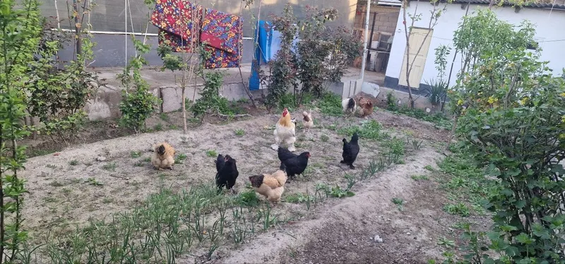 Bramma va jersi xoʻroz tovuqlar sotiladi