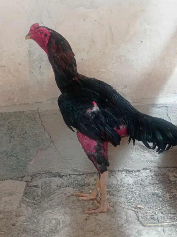 Xoroz sotiladi dakan Xoroz sotiladi dakan