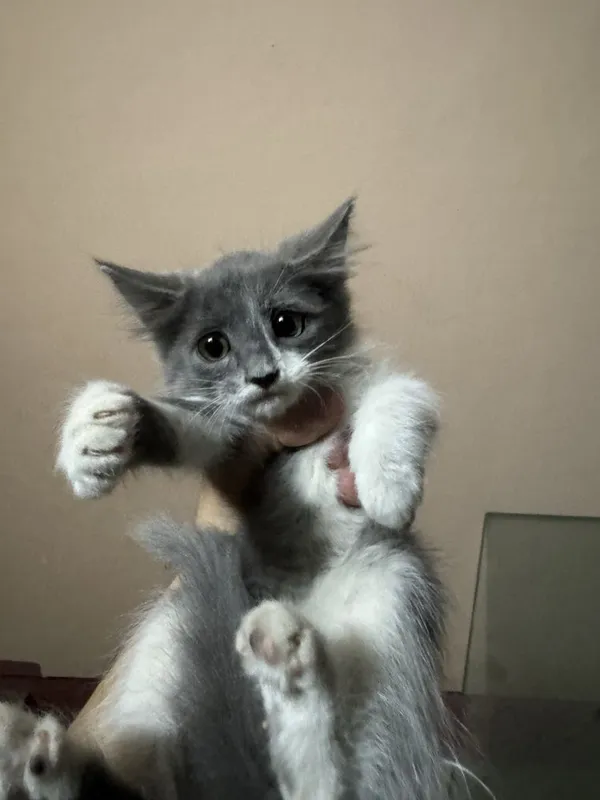 Котята домашниее 2 Котята домашниее 2